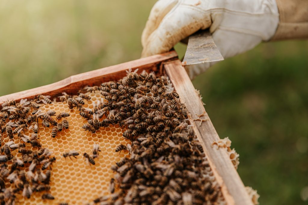Main qui tient un cadre d'abeille